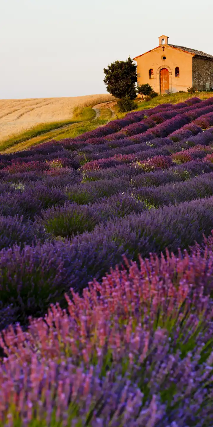 France_Provence_Lavender_Fields