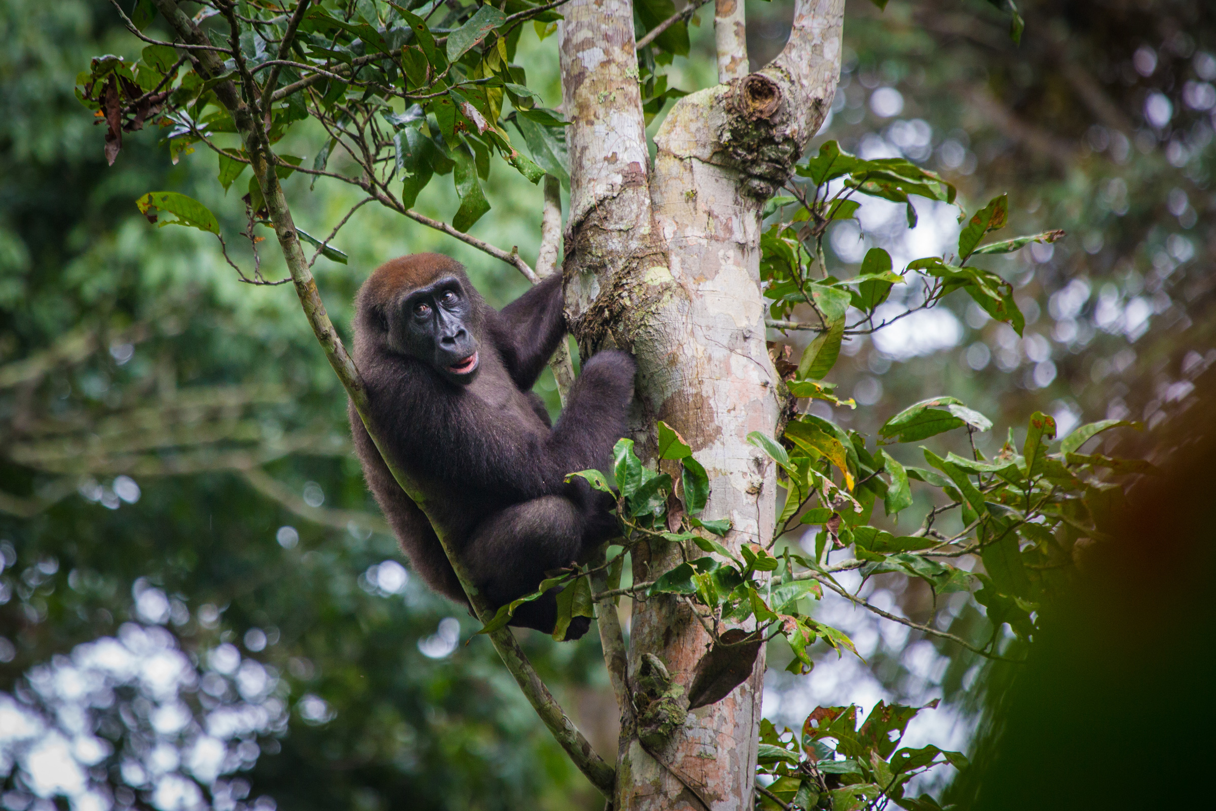 Republic_of_Congo_Odzala