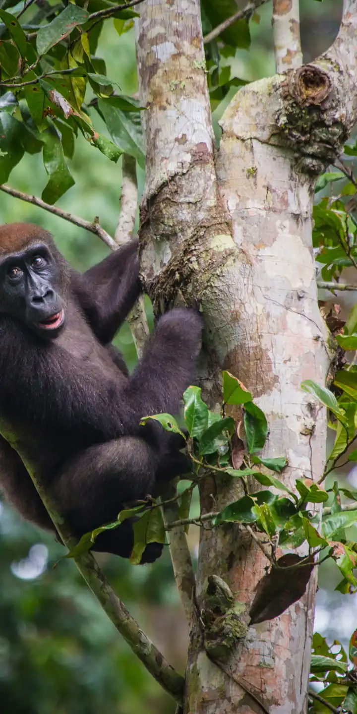 Republic_of_Congo_Odzala