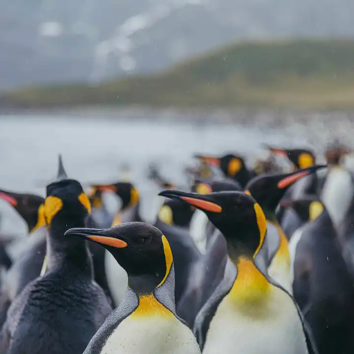 Website Antarctica Hero Image_Quark Expeditions