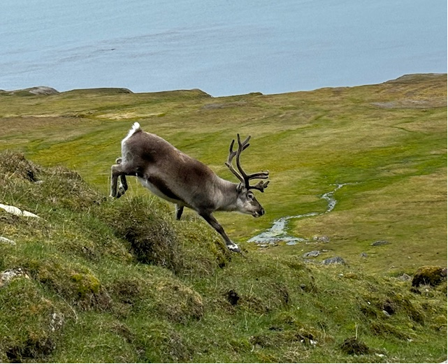 Svalbard Arctic Landscape