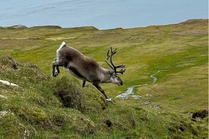 Svalbard Arctic Landscape