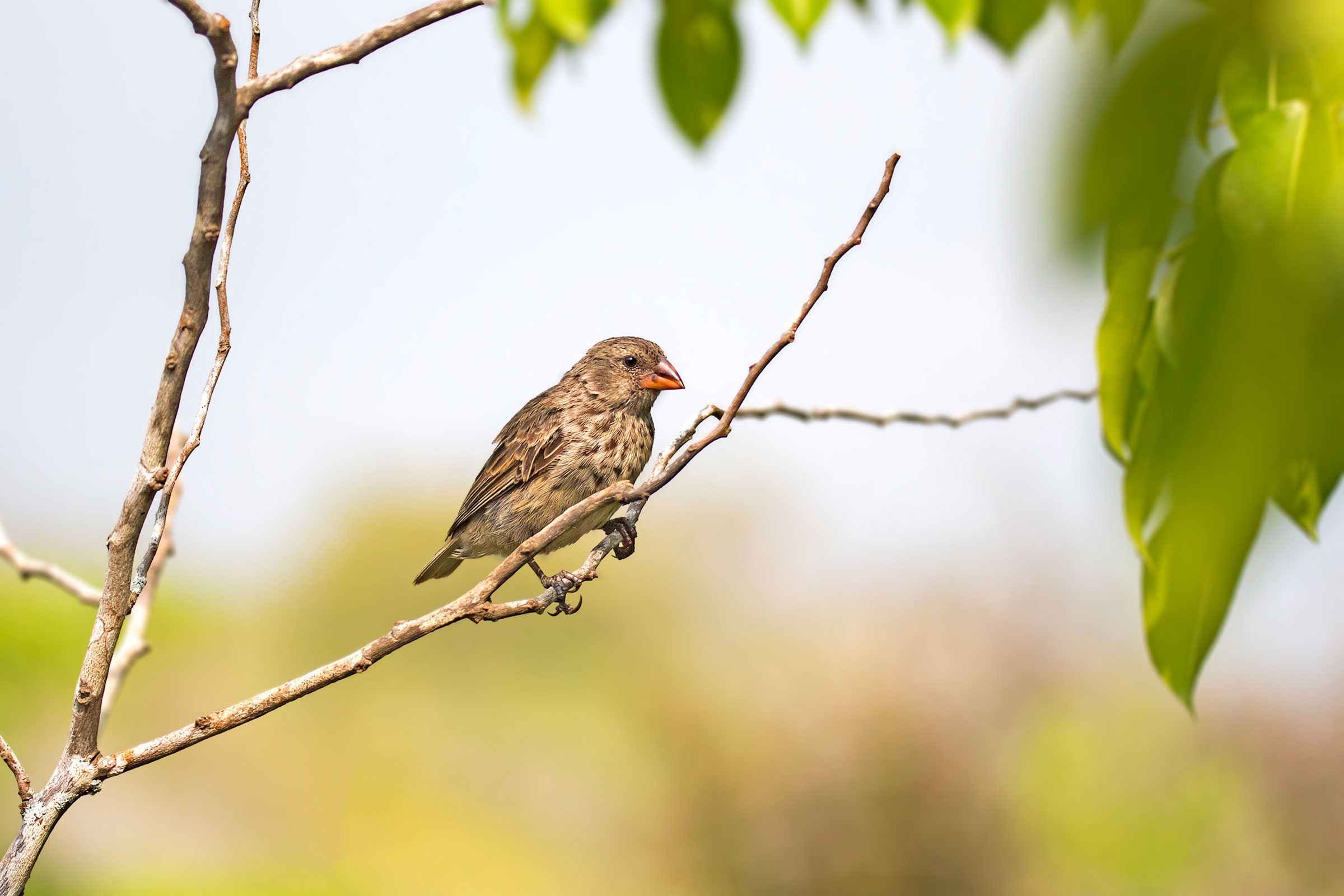 Darwins Finch Galápagos Islands Wildlife Guide