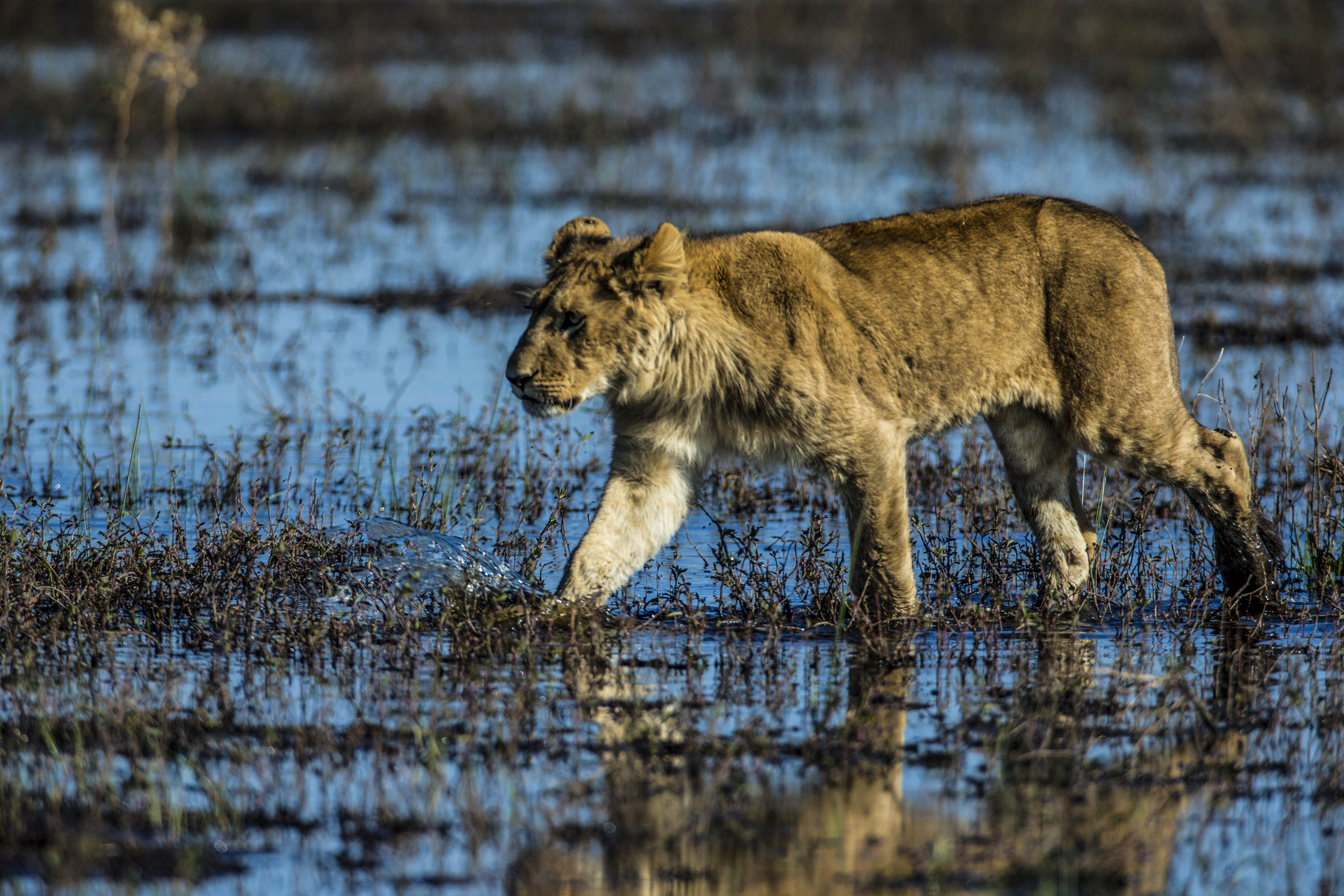 Best Botswana Safari | Best Safari in Africa | Okavango Lion