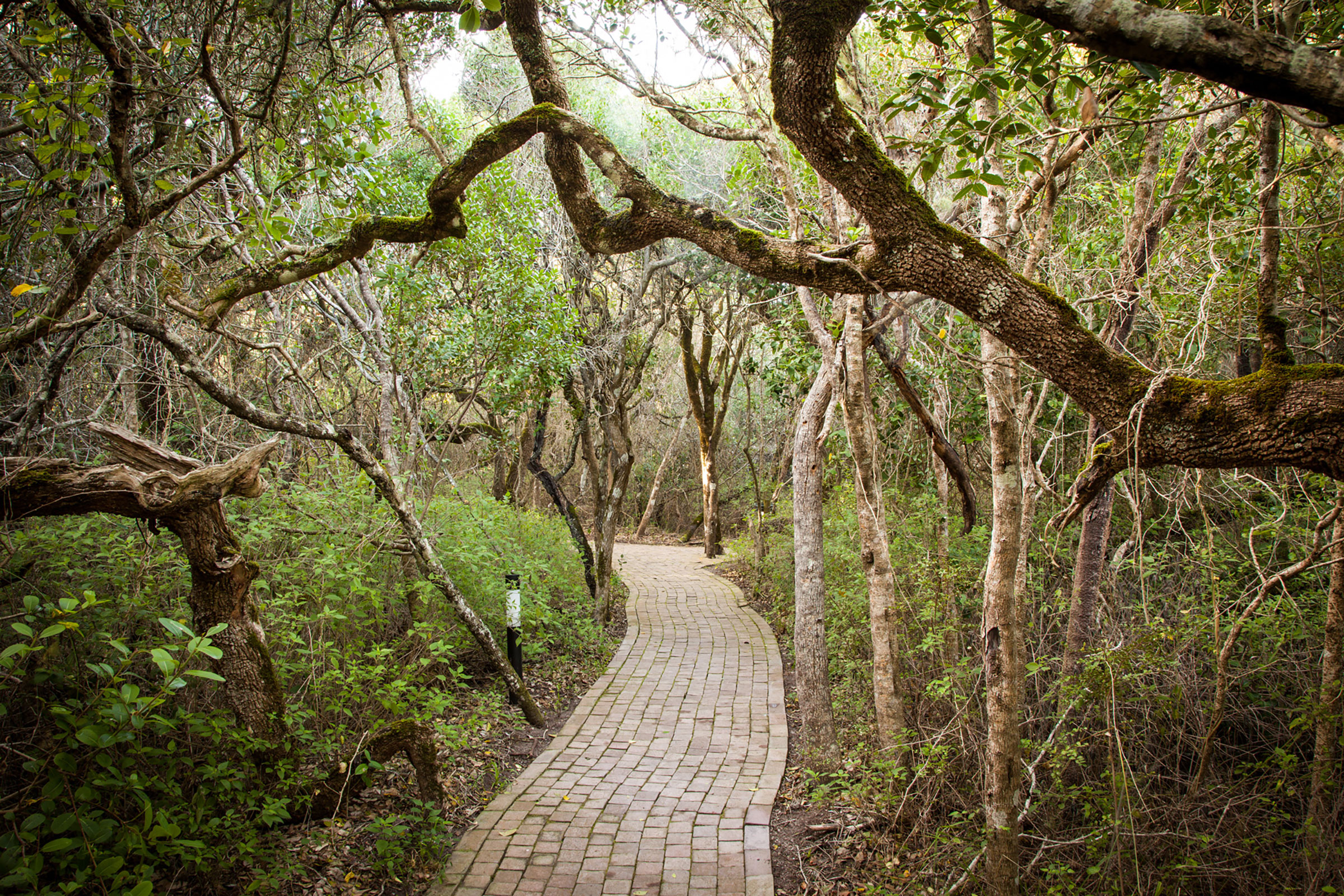 milkweed forest at Grootbos, South Africa