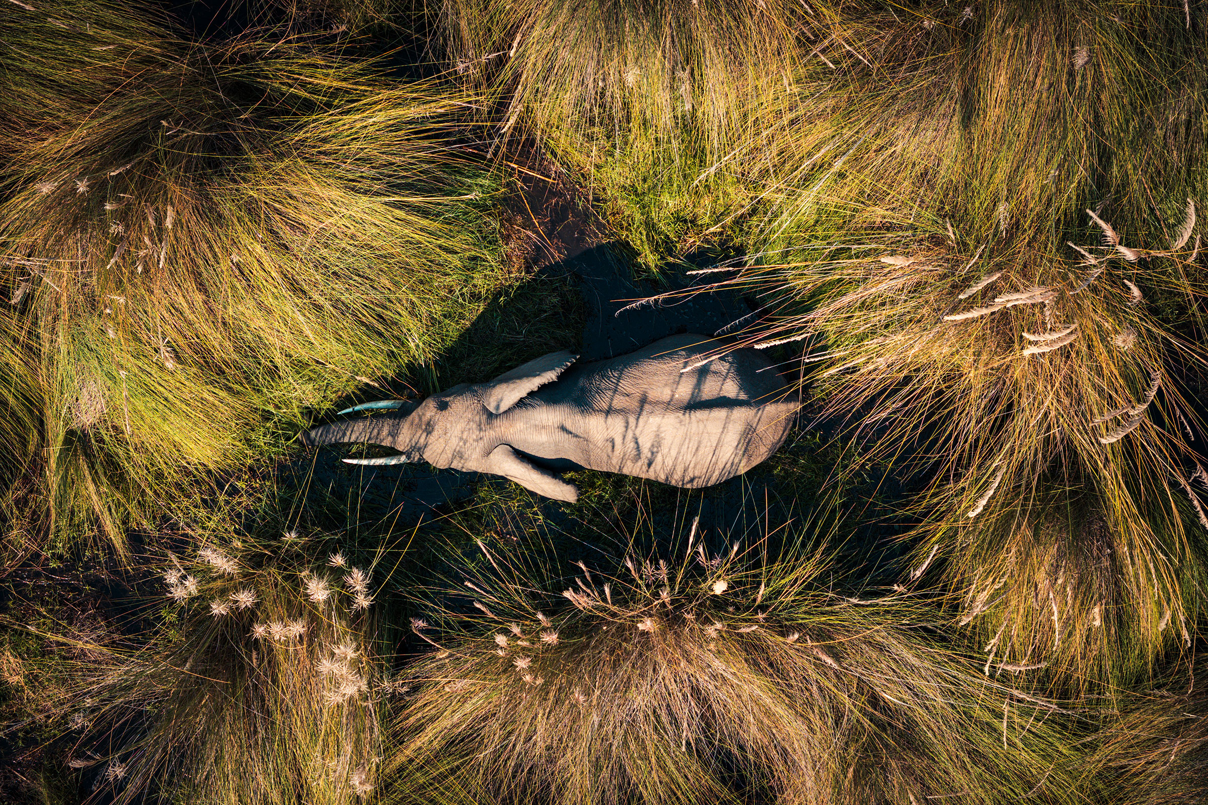 2024 Shindecamp Kamranali 0057