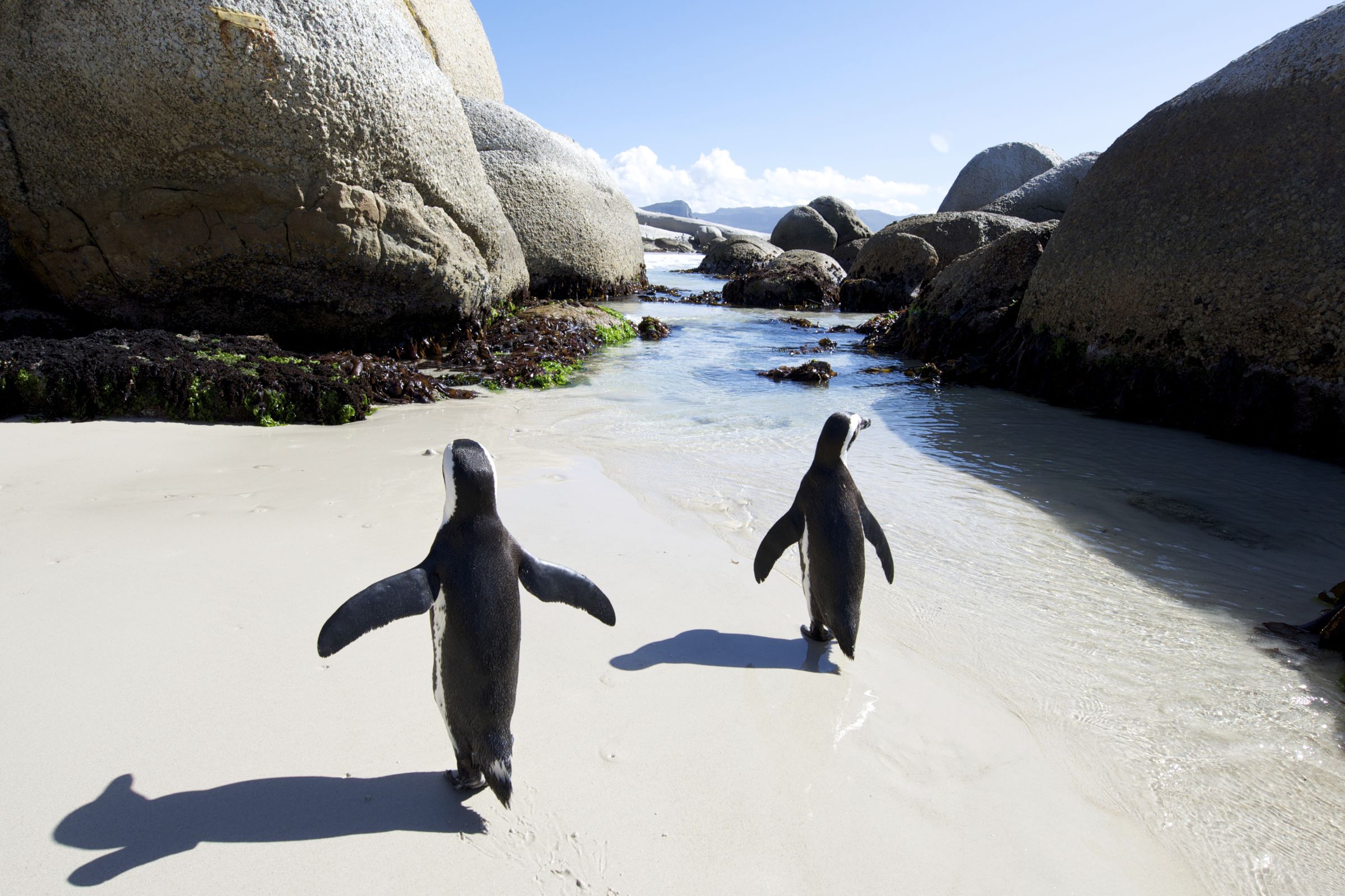 African Safari Beyond the Bush: Exploring South Africa's Diverse Landscapes Near Cape Town