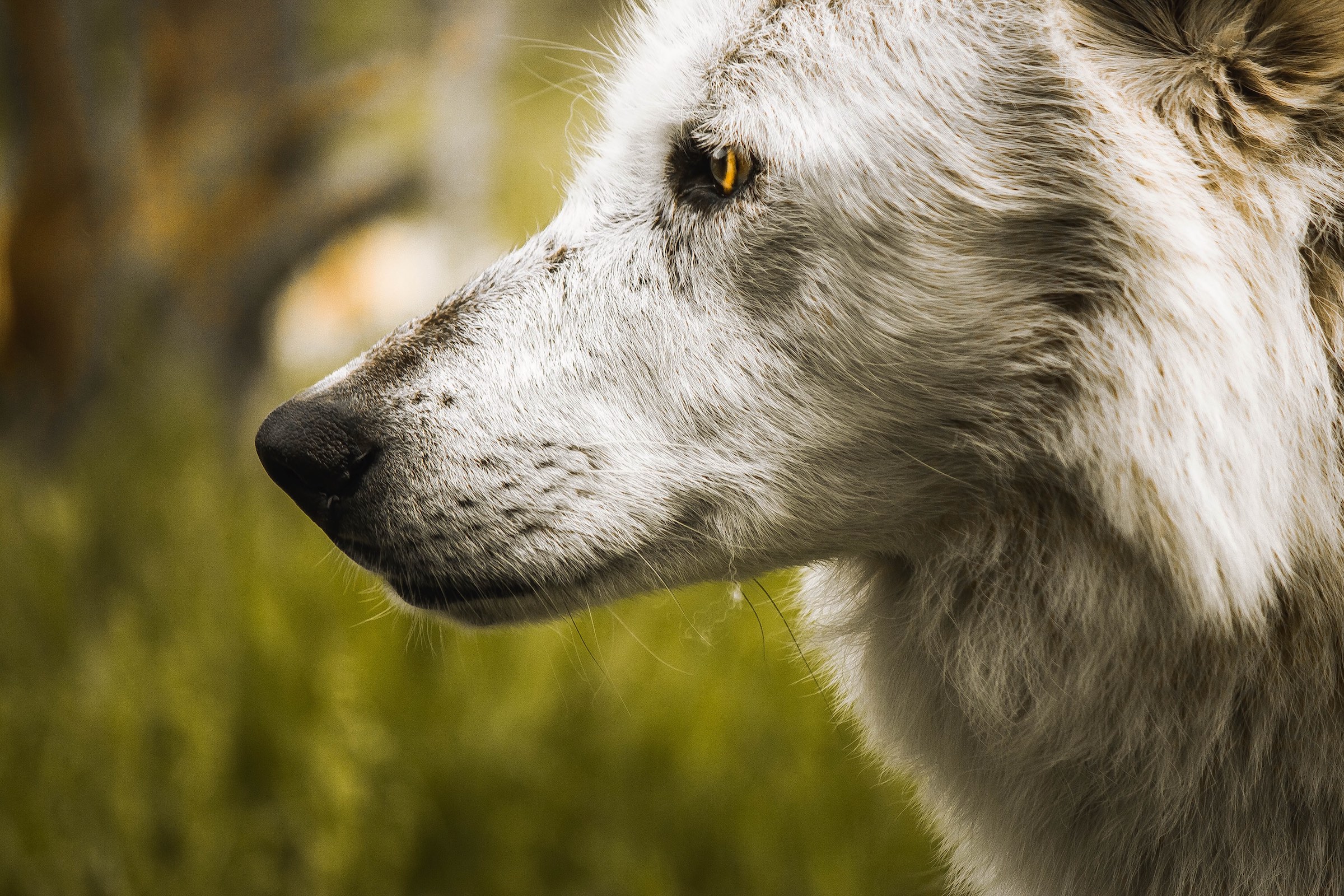 wolf in Yellowstone national park