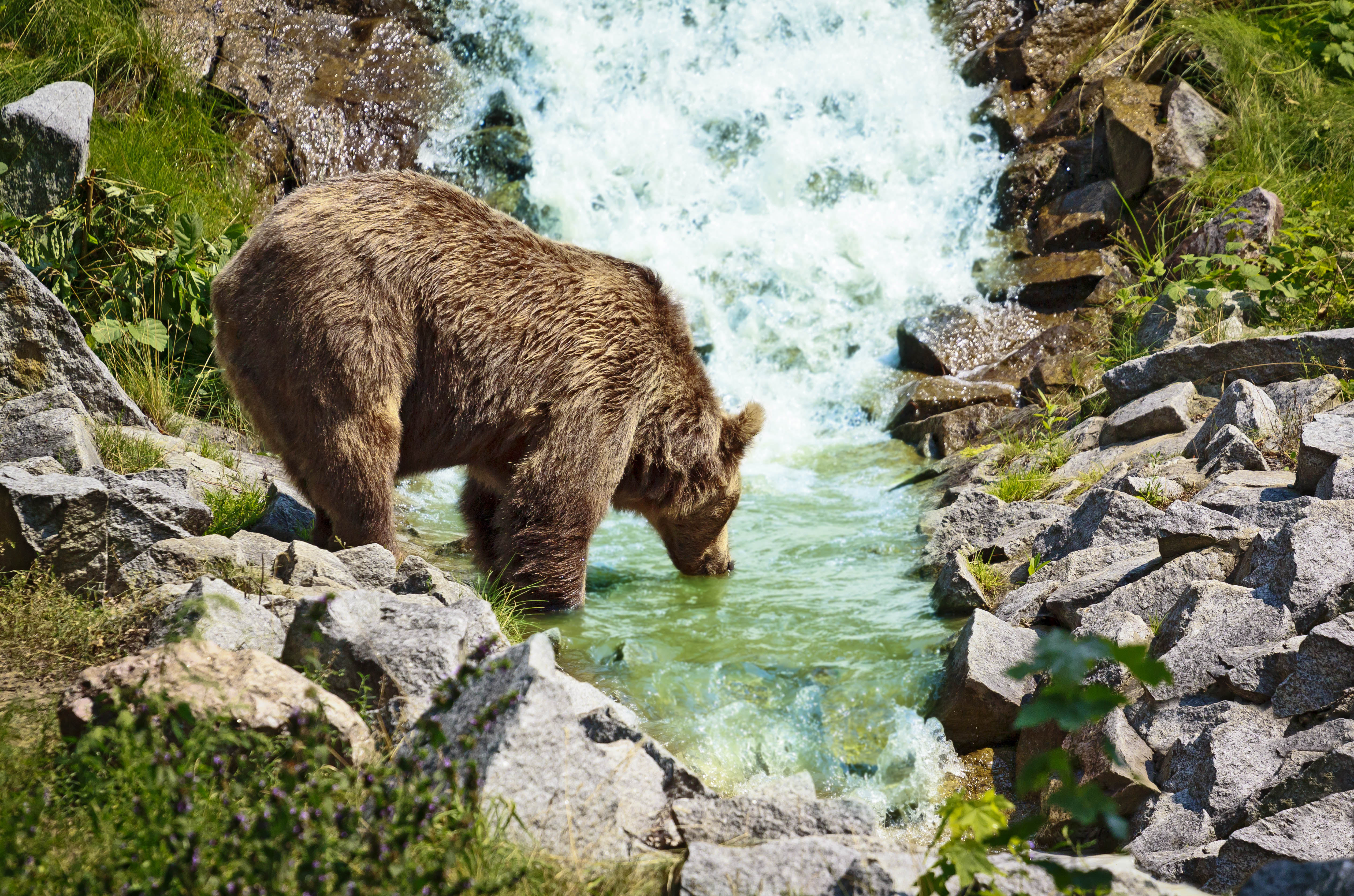 Romania_Bear_Carpathian_Mountains