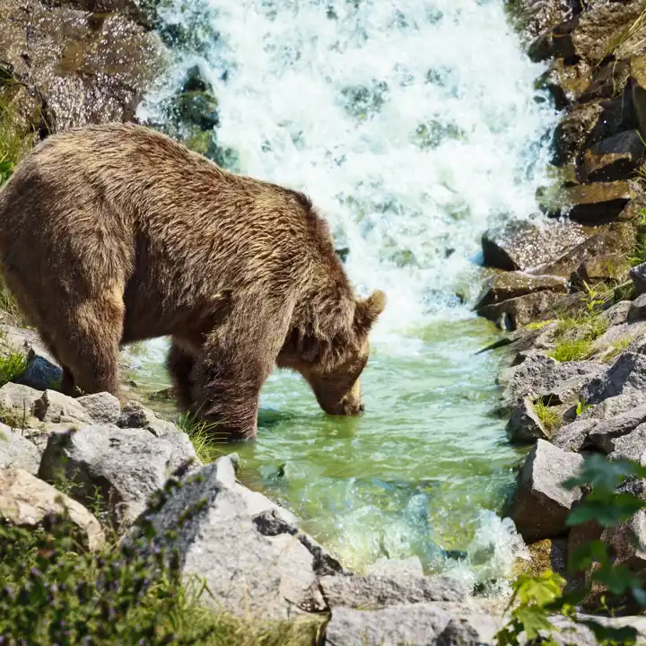 Romania_Bear_Carpathian_Mountains