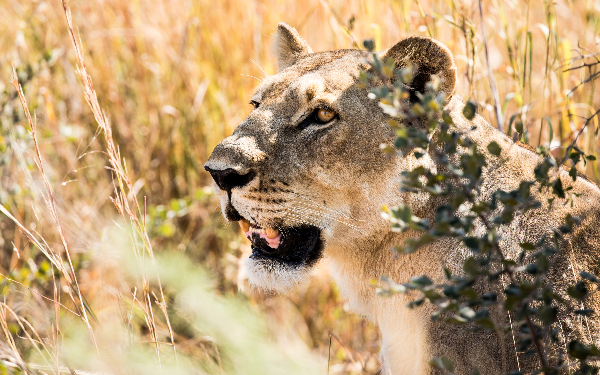 Lioness sunning on the Botswana Walking Safari by Ker & Downey