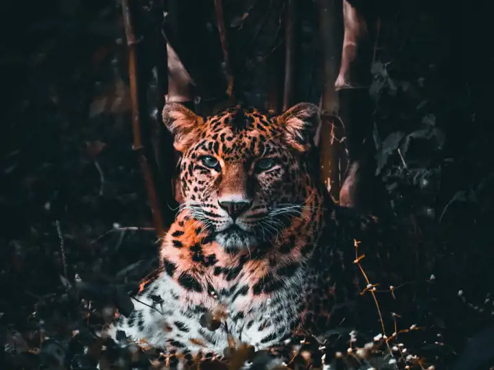 Big Cats Of India Cheetahs Ker & Downey