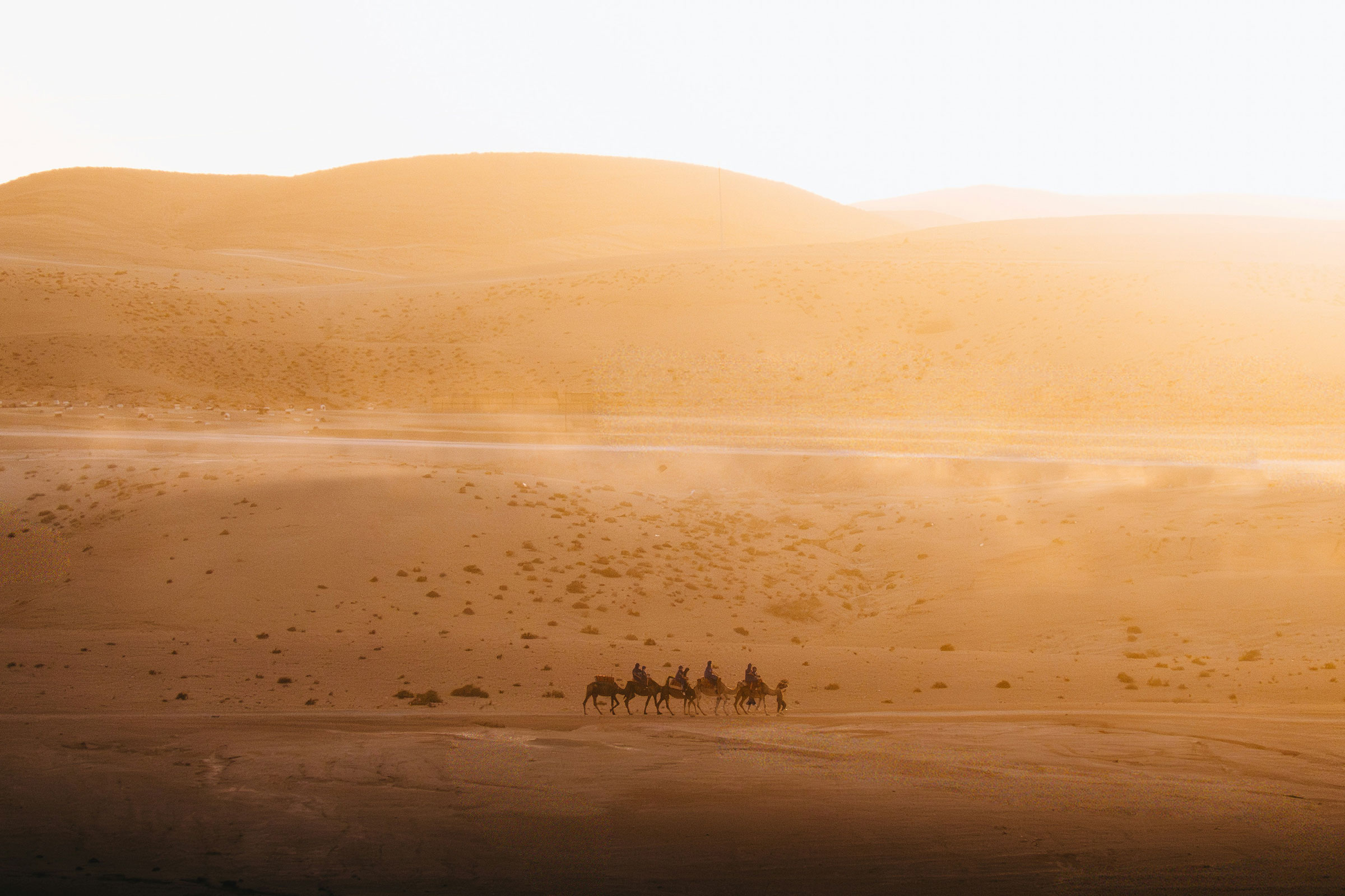 Camels in the Desert