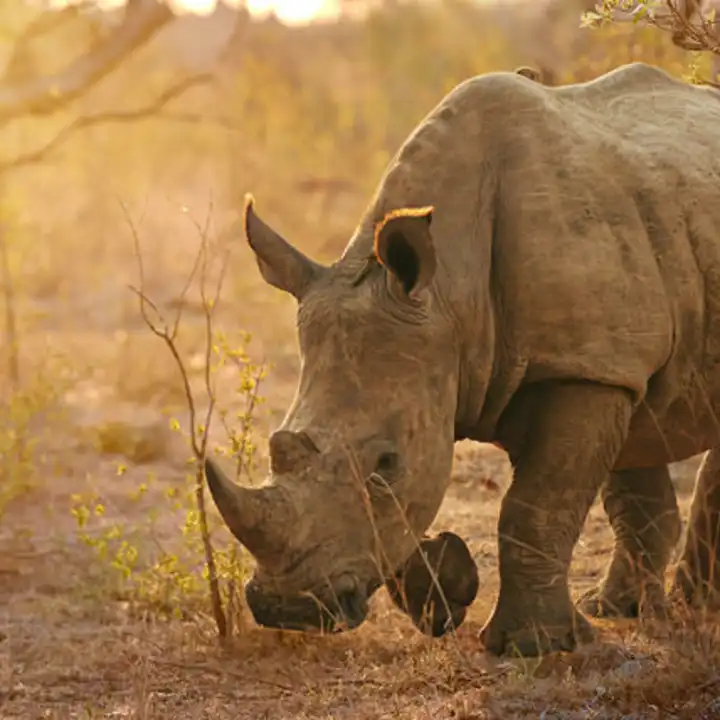 Best Places To Travel In April Luxury Botswana Safari Ker Downey