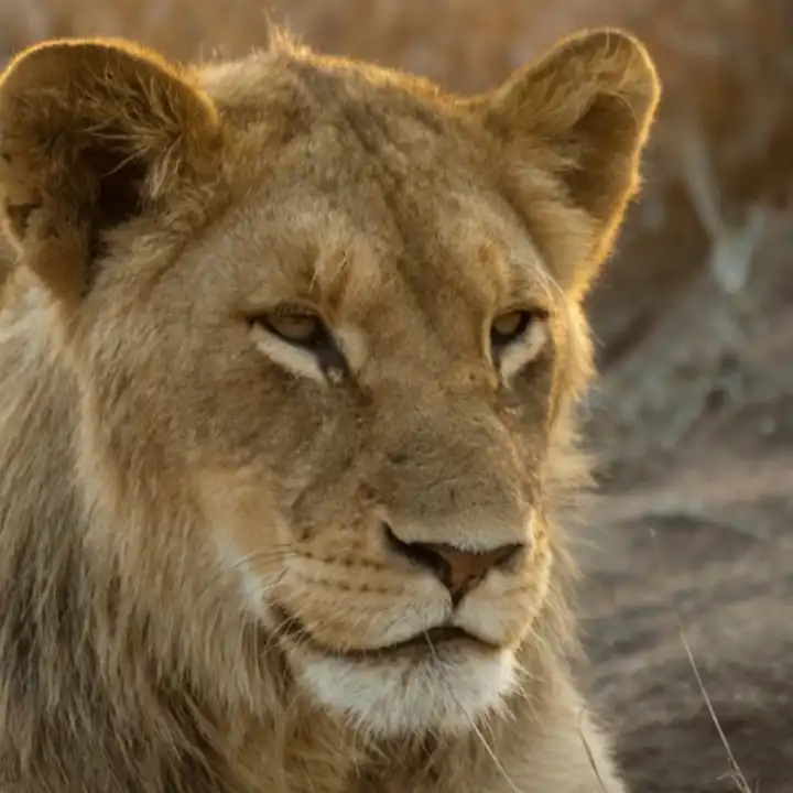 Safari And Beach Journeys Luxury South Africa Safari Ker Downey 3