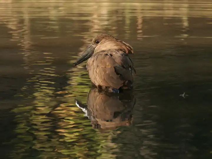 African Safari Photos Dad Bird In Water