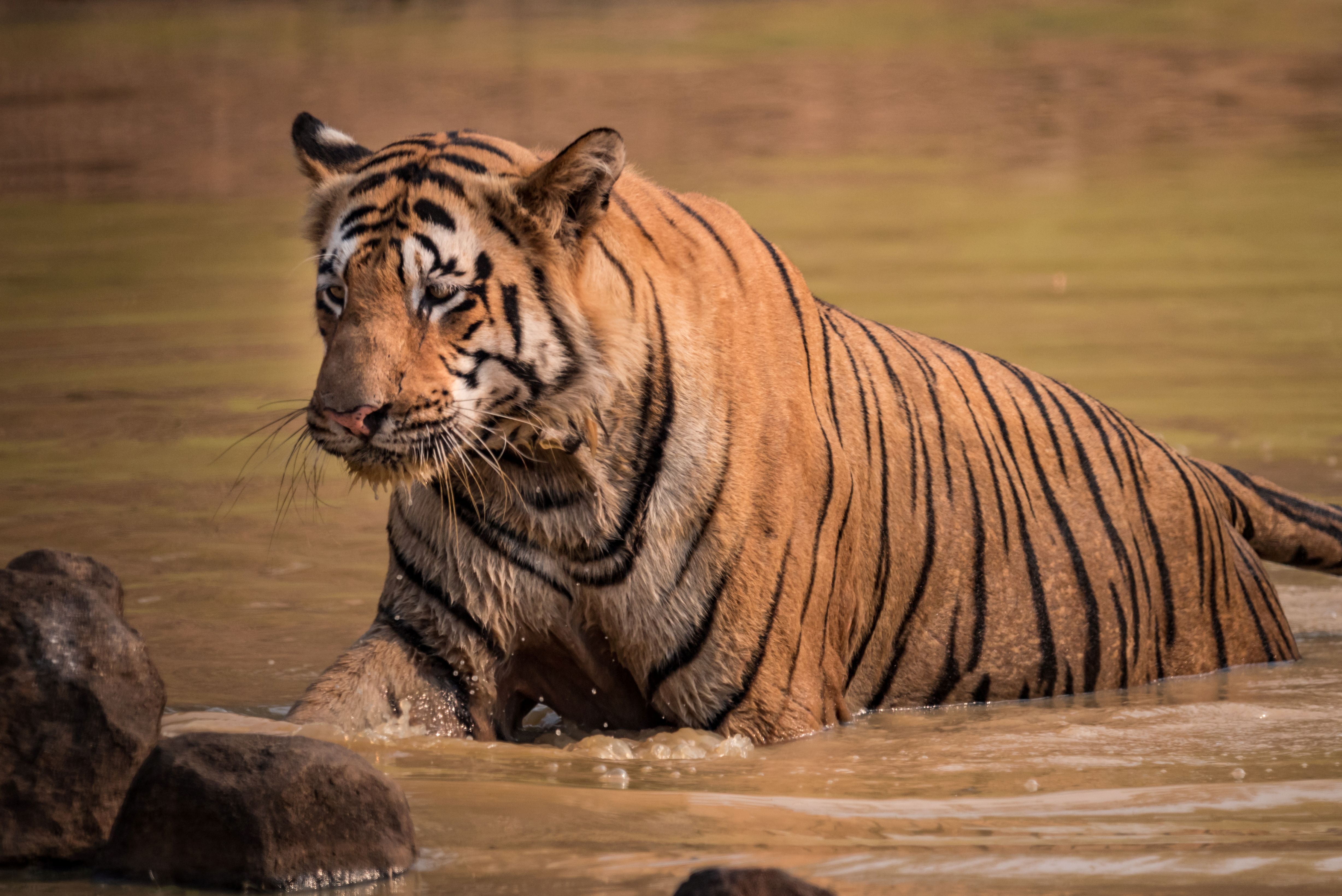 Red Panda Trek Nepal - Bengal tiger swimming - Ker & Downey World Travel