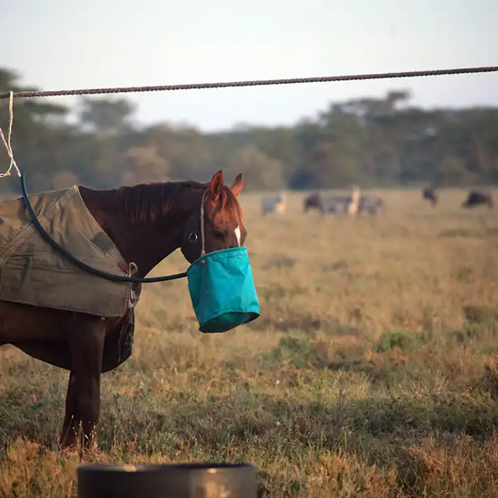 Great Rift Valley Horseback Riding Deloraine House