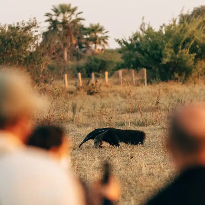 World's Most Elusive Wildlife - 5 Lesser Known Animals | Ker & Downey