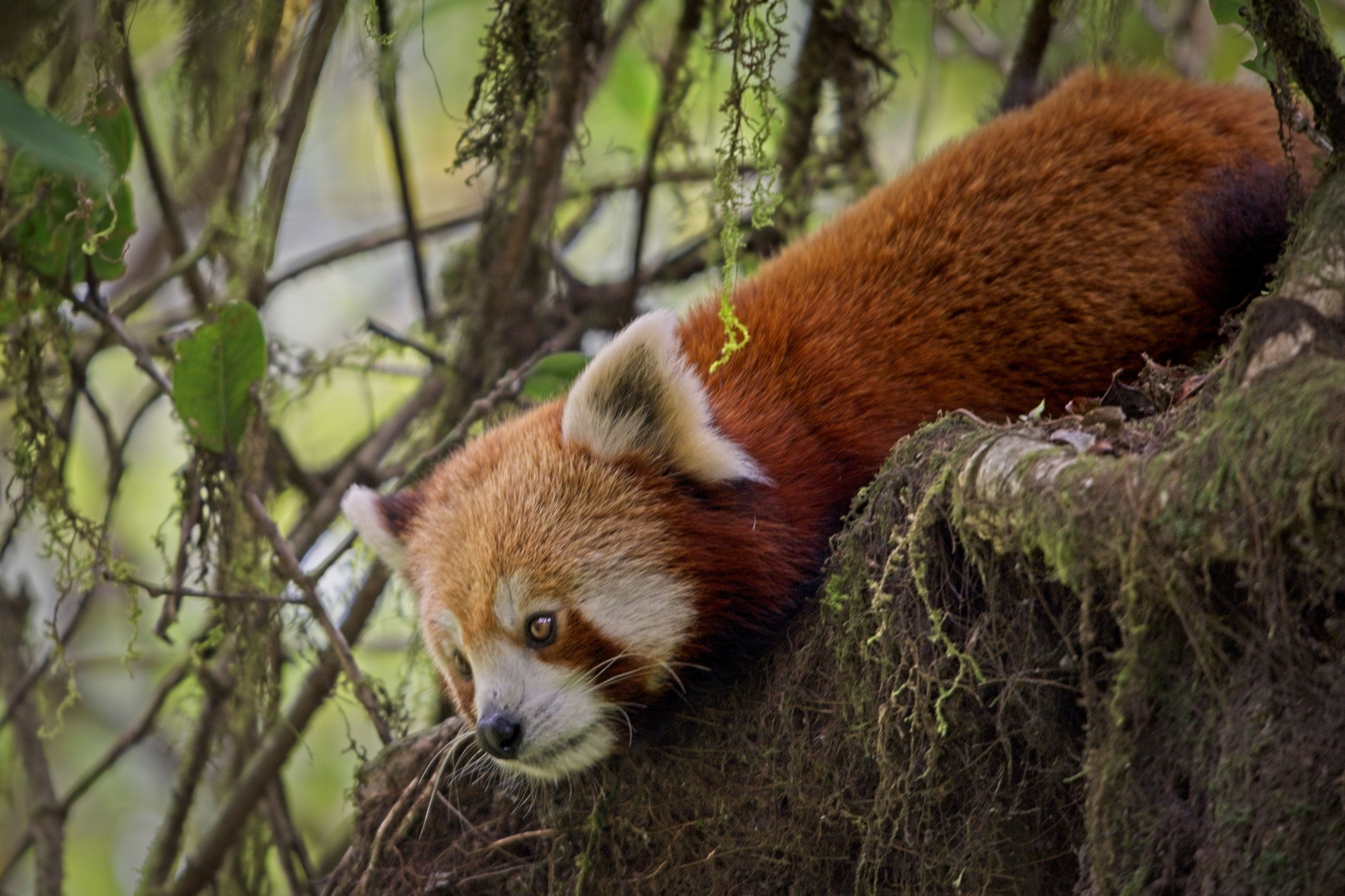 Red Panda Trek Nepal Where To See Red Pandas Red Panda In Tree Ker & Downey World Travel HERO