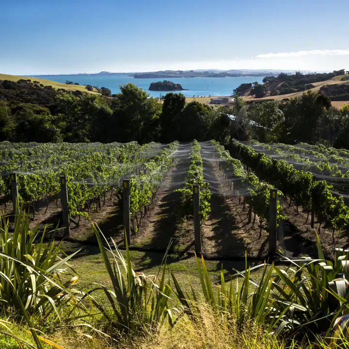 178434459Waiheke