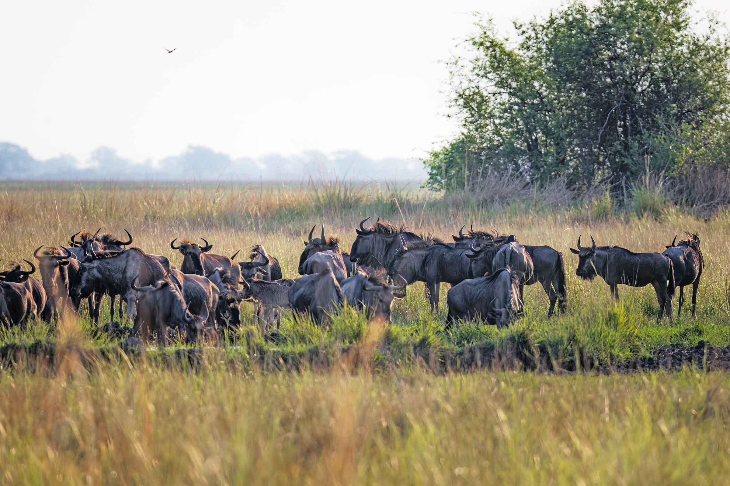 interesting animal migrations Zambia wildebeest migration