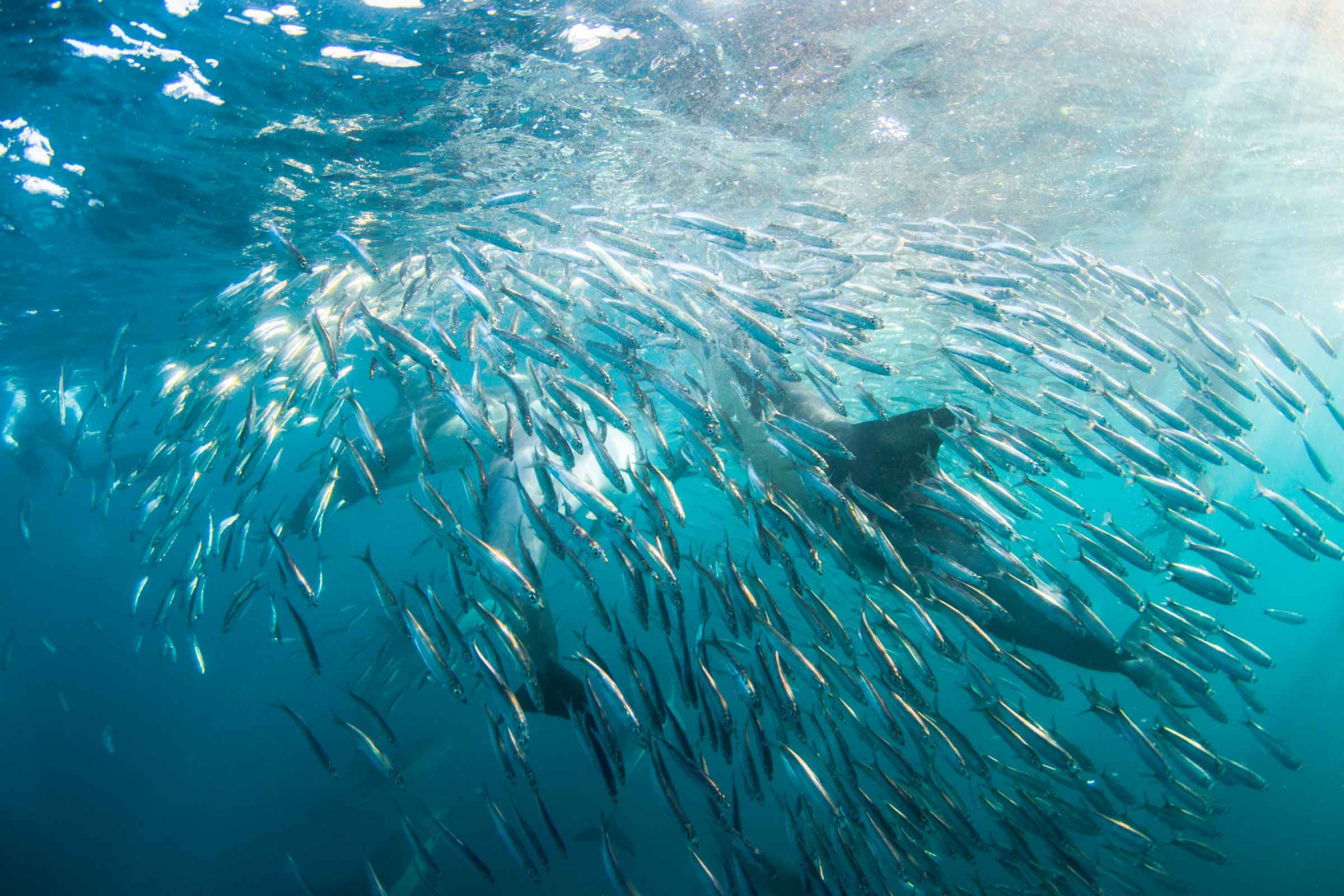 interesting animal migrations South Africa sardine run