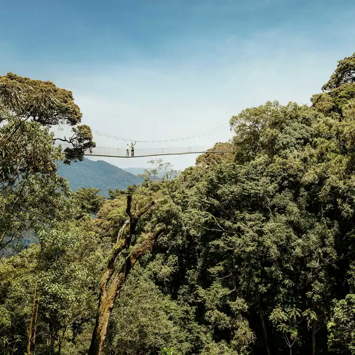 African Safari In Novmber Nyungwehouse Canopy Walk