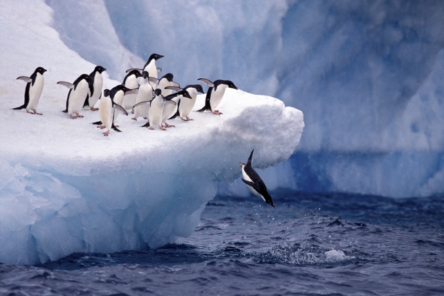 Best Places to Travel in November Ker Downey Antarctica