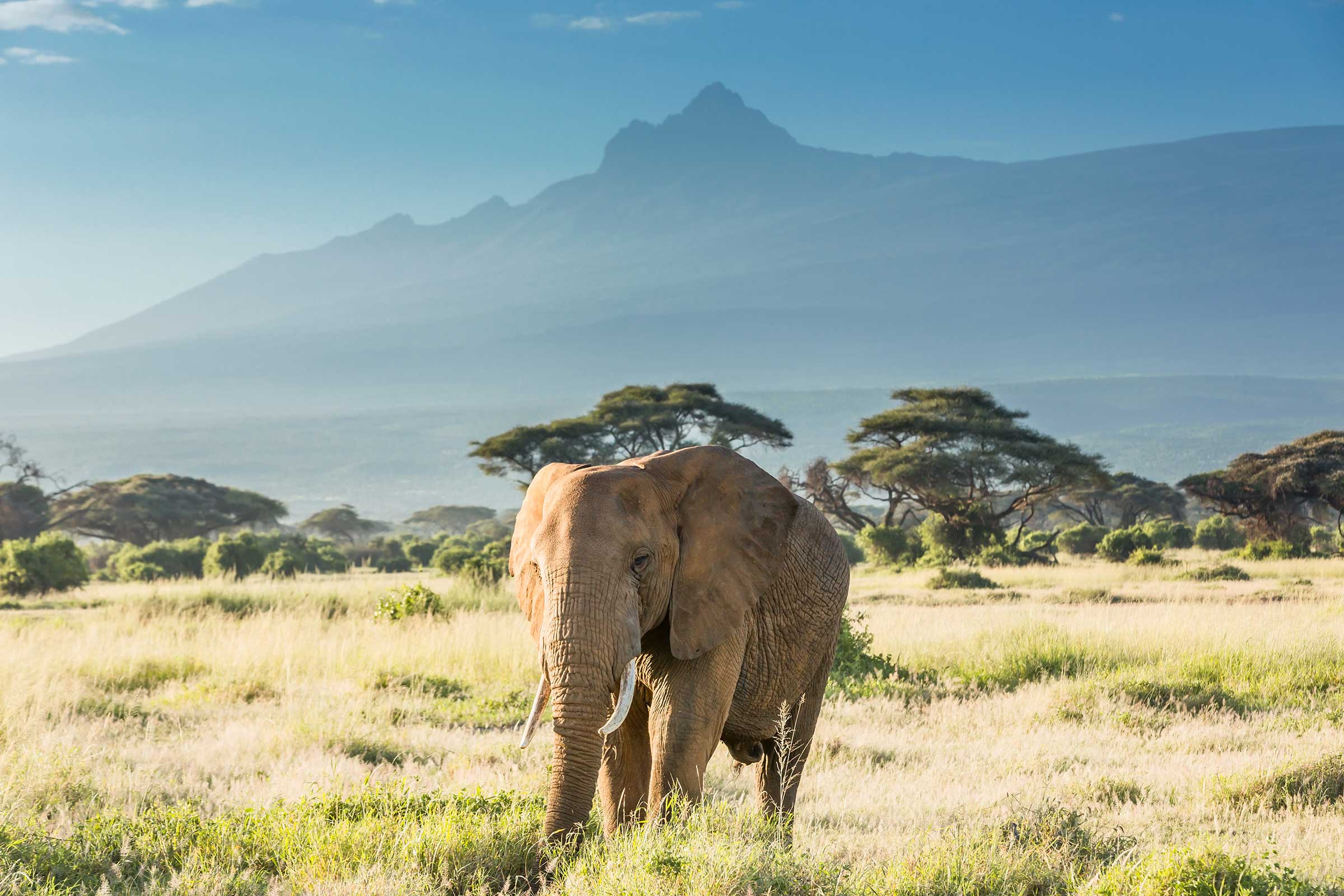 tanzania safari climbing mount kilimanjaro