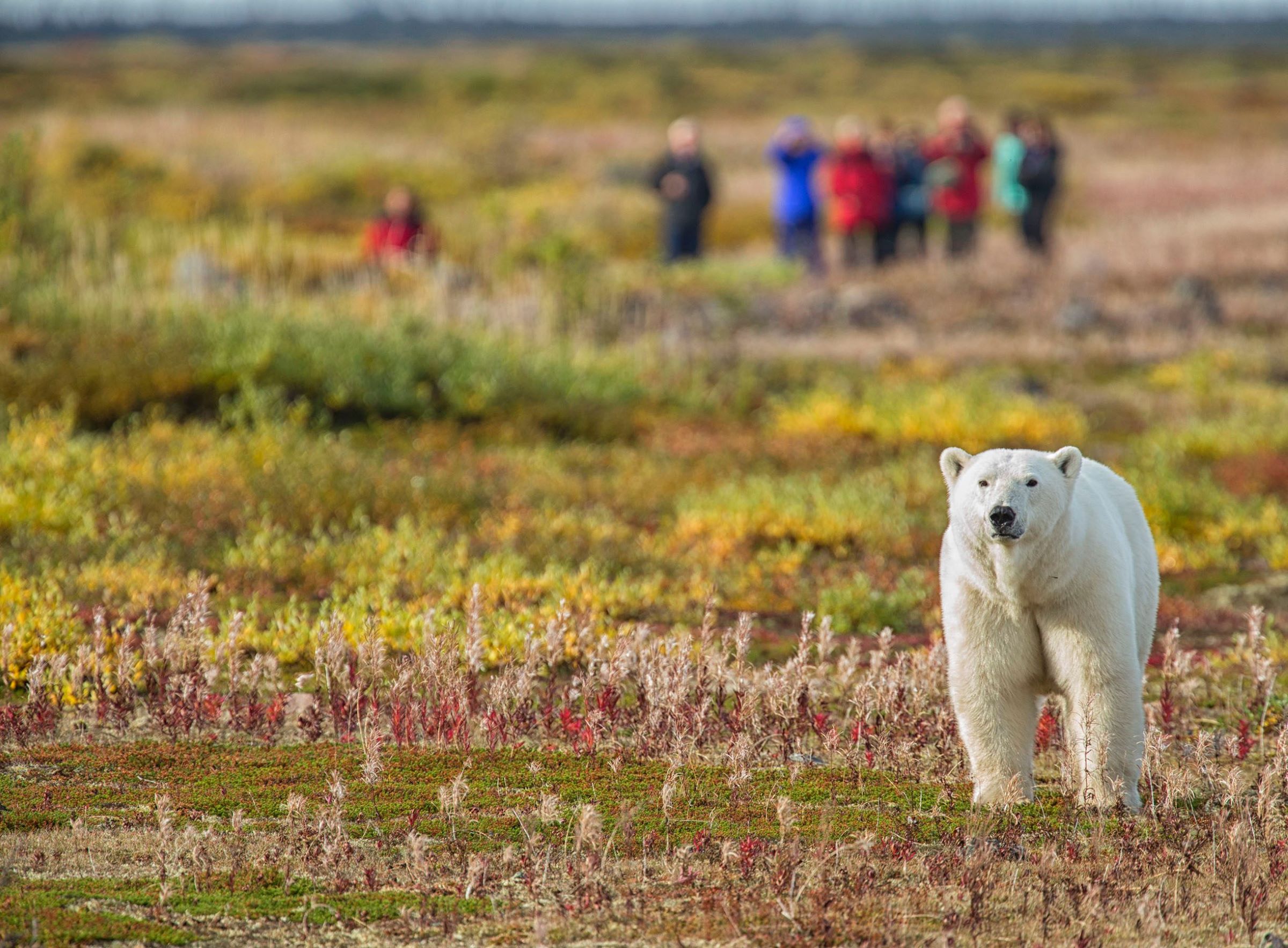 Churchill Polar Bear Tour Canada Polar Bear Safari Walking With Polar Bears HEADER Churchill Wild Robert Postma