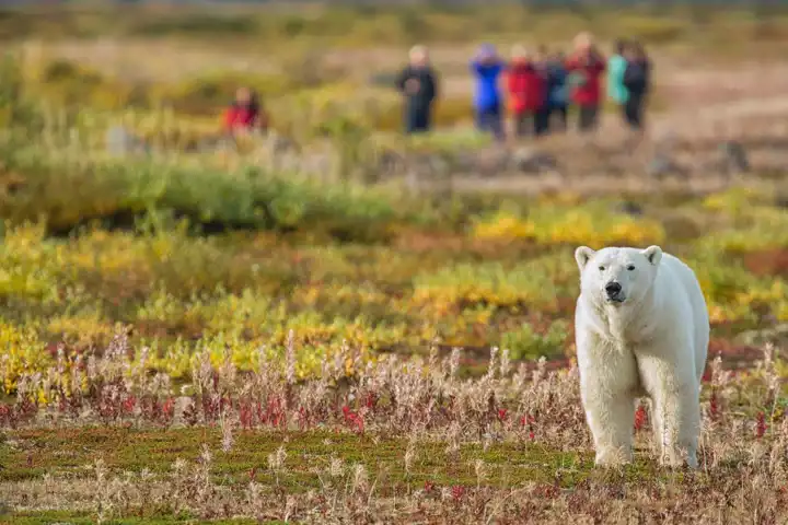Churchill Polar Bear Tour Canada Polar Bear Safari Walking With Polar Bears HEADER Churchill Wild Robert Postma