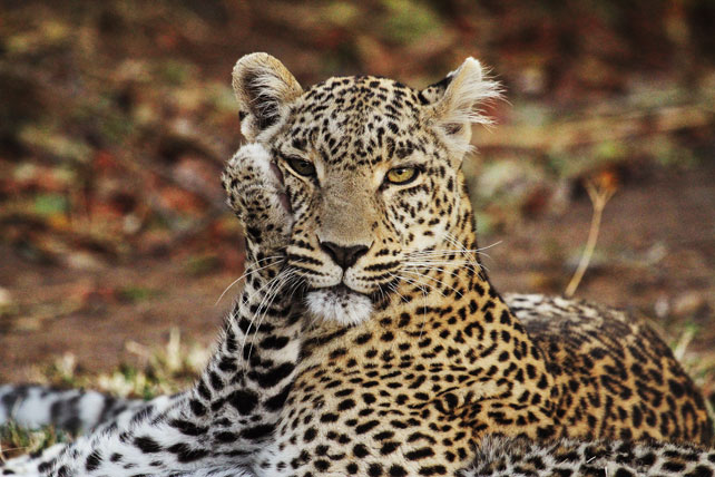 leopard cub - African safari