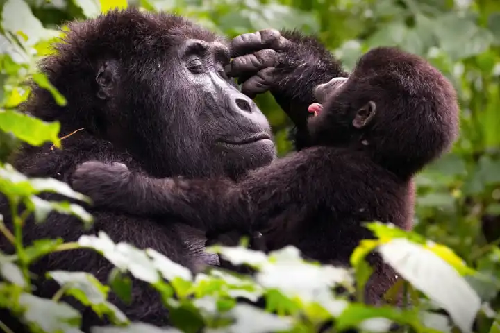 Ugandasafari (4)