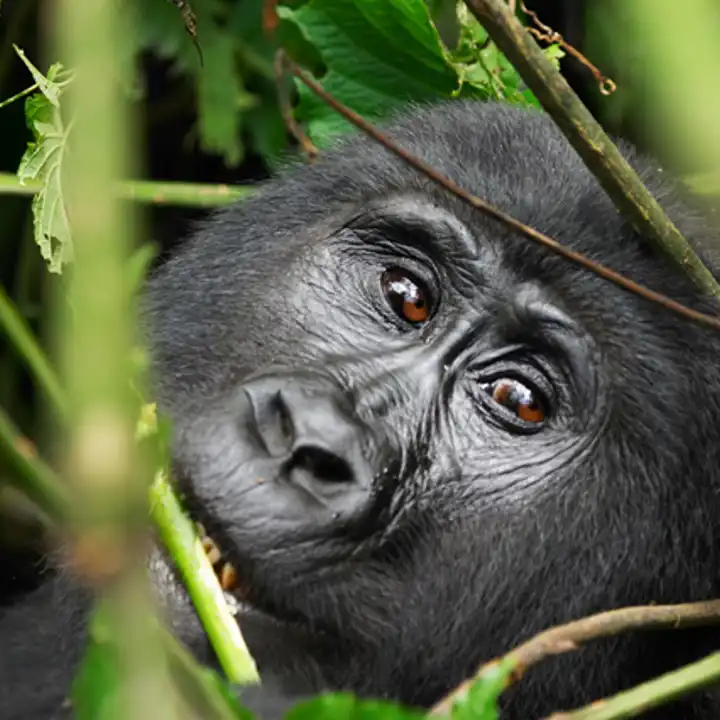 Best Places To Travel In February Luxury Uganda Travel Kerdowney