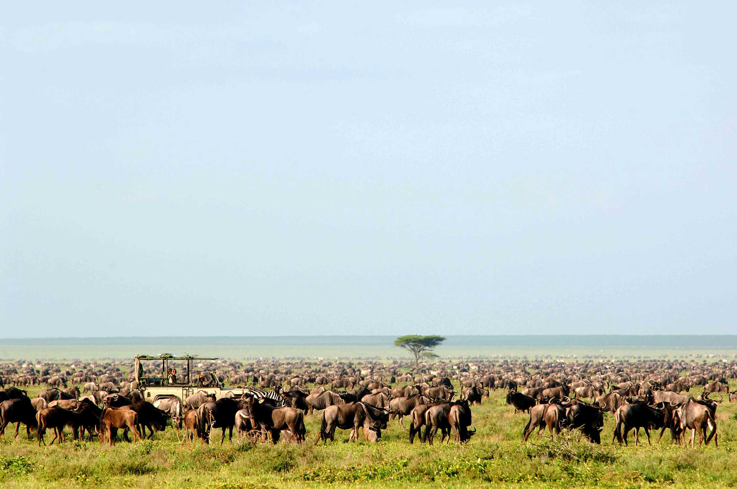 Green Season Safari Serengeti Tanzania