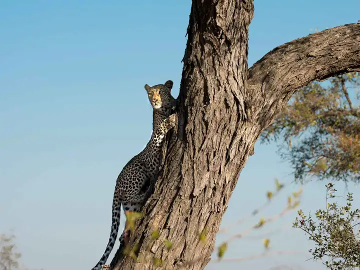 Rock Fig Safari Lodge Romance Trip