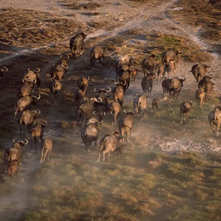 Luxury Migration Safari Tanzania Kenya Ker Downey 1