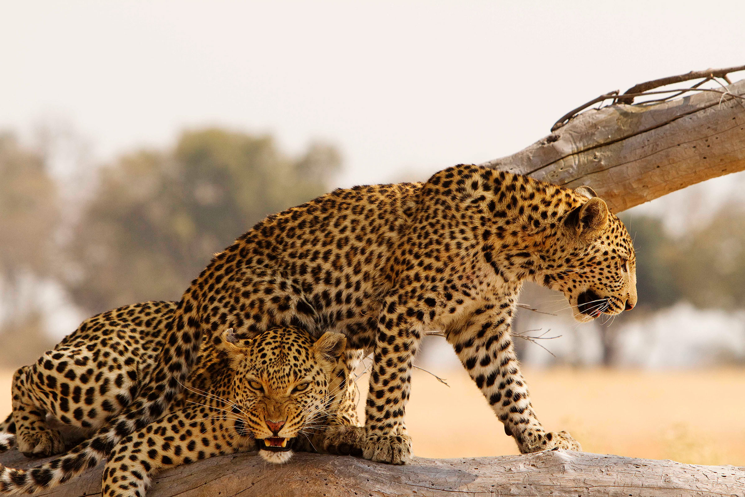 Two leopards in a tree
