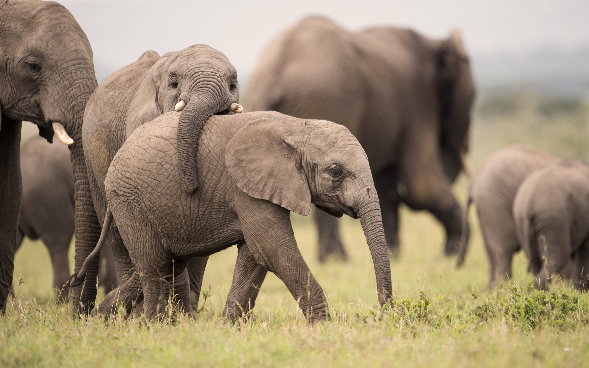 Elephants