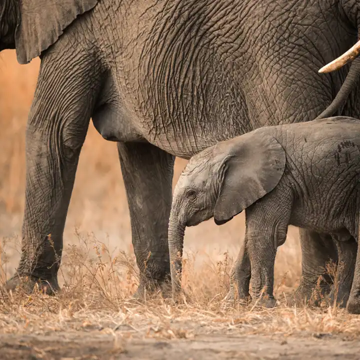 Singita