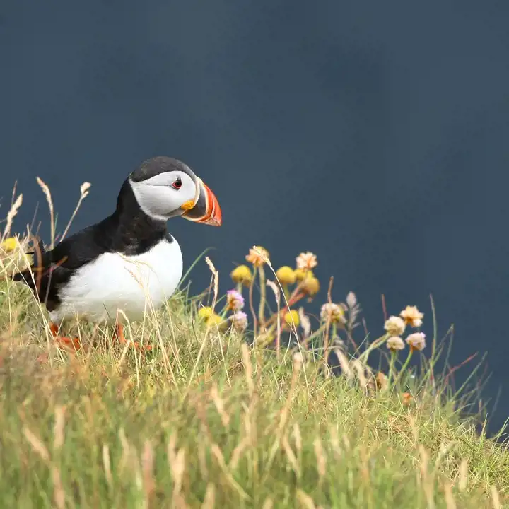 Best Things To Do In Ireland With Kids Family Activities In Ireland4 Puffins