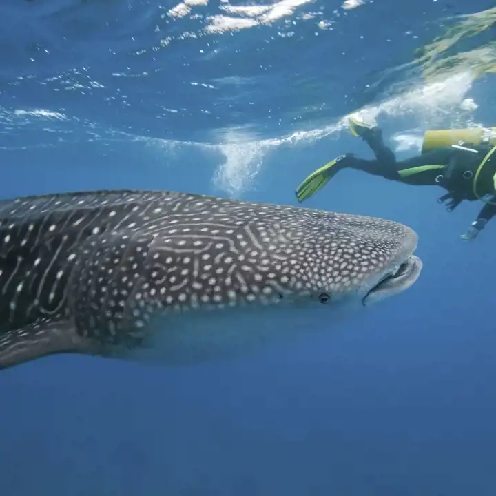 Maldives_Whale_Shark