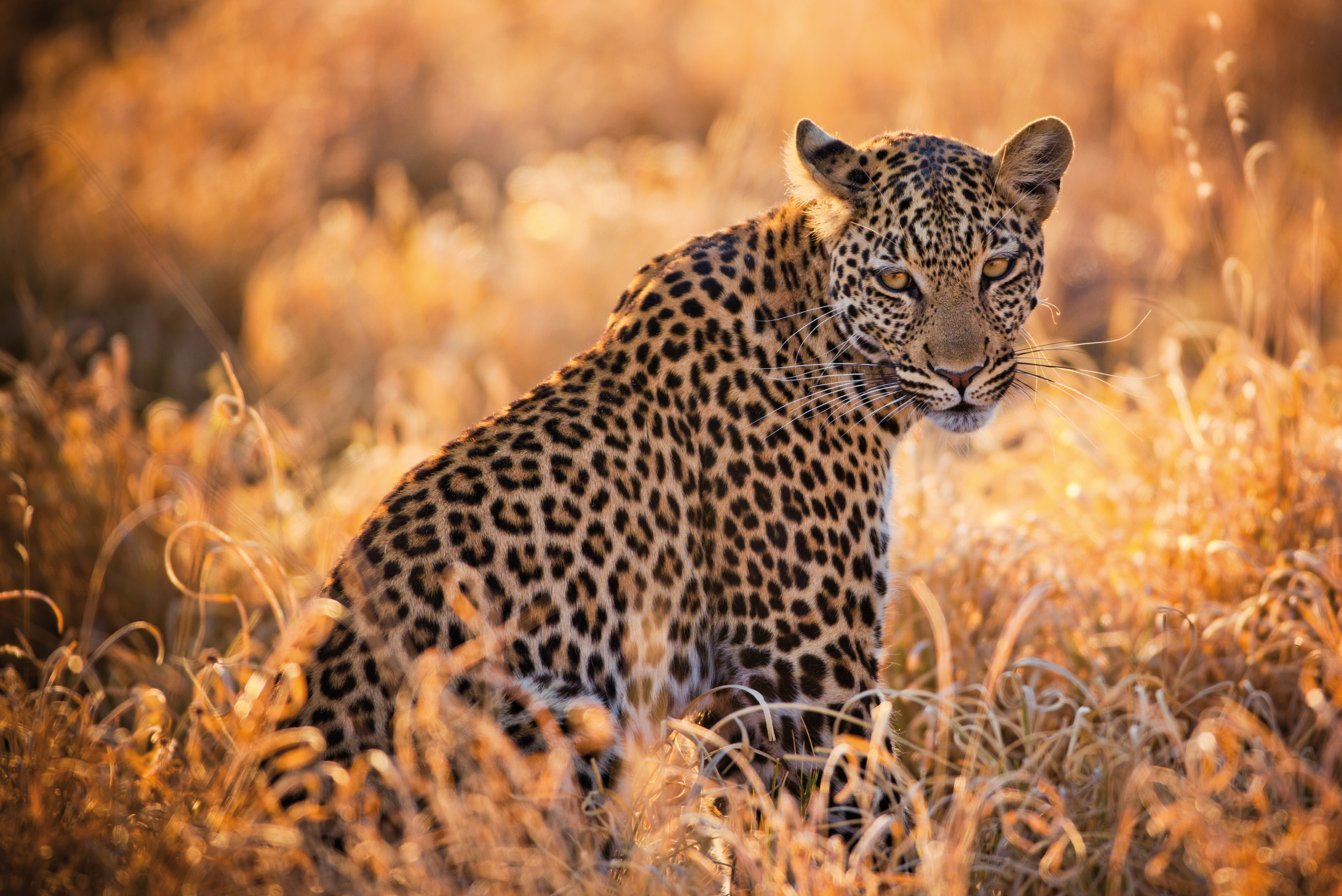 Belmond_Savute_Elephant_Camp_Wildlife