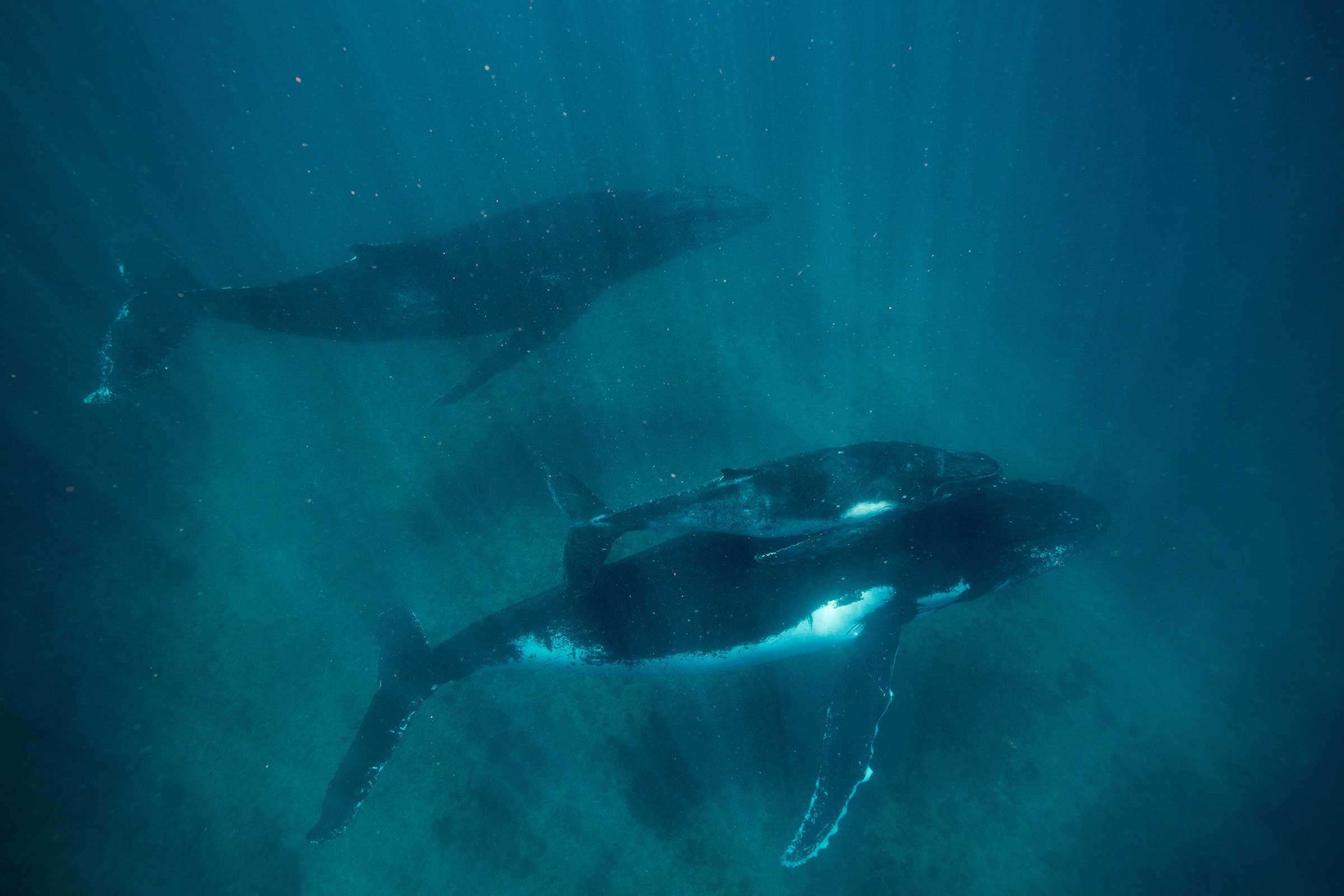 swimming with humpback whales and whale sharks australia