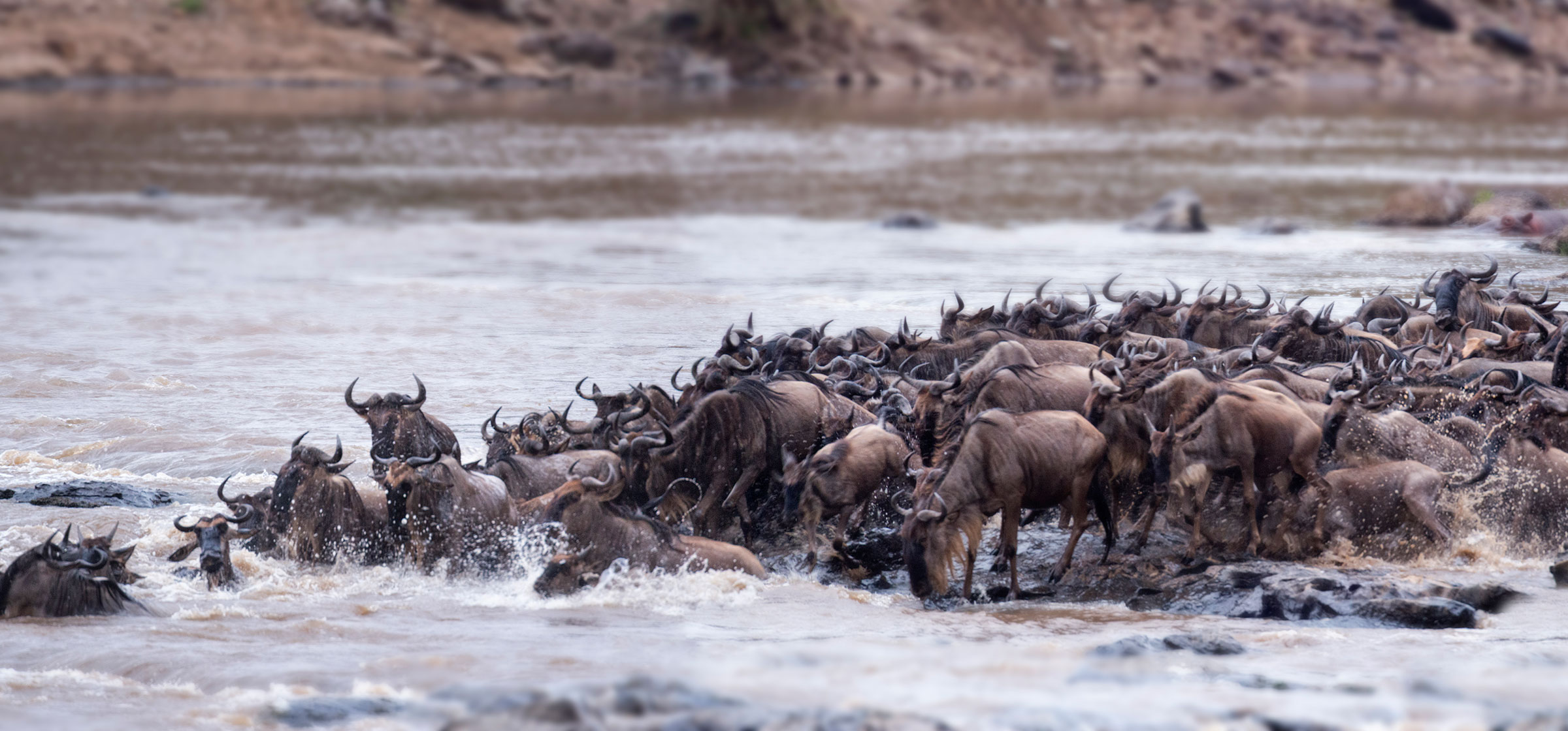 Migration Safari - Top 5 African Safari Experiences