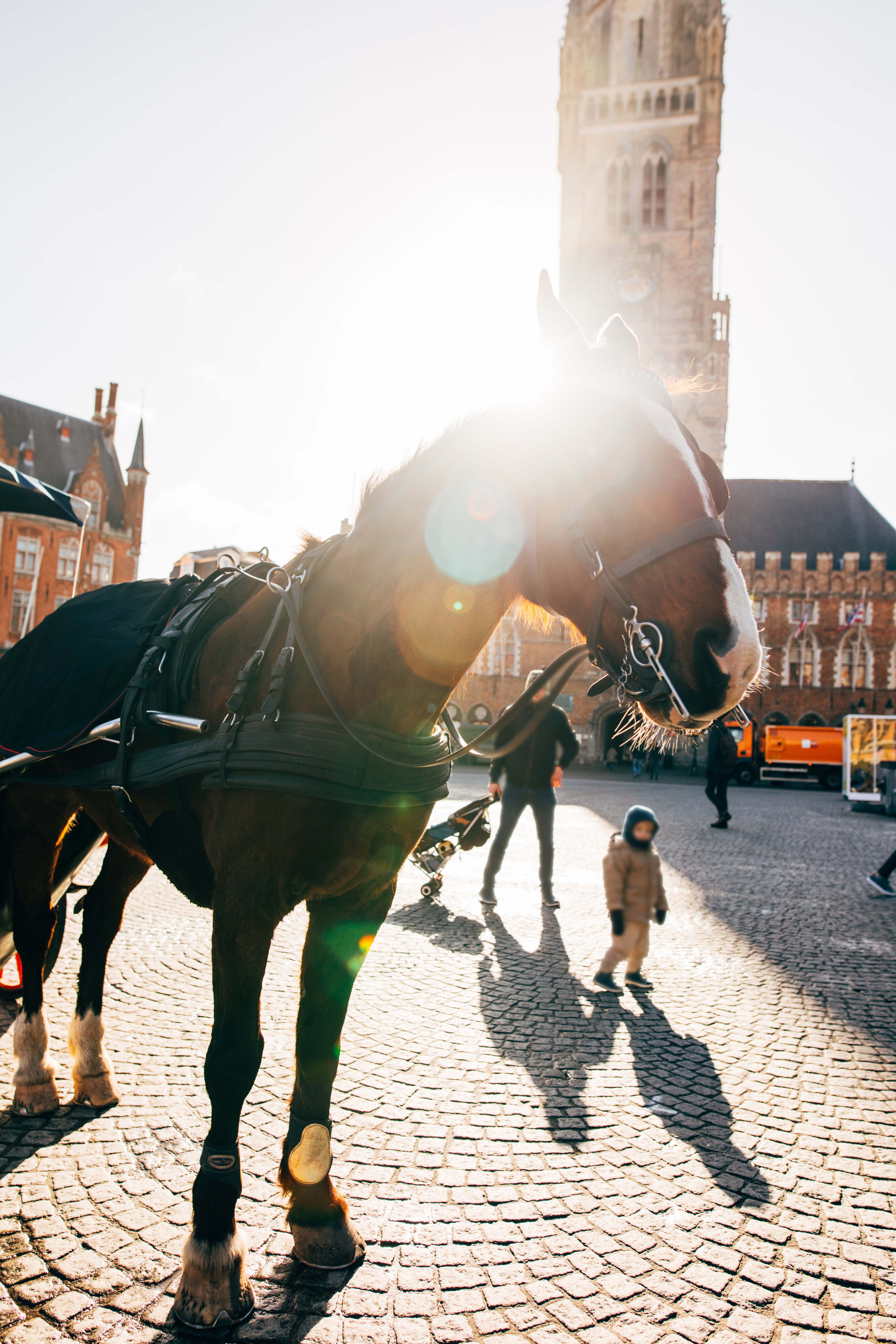 Belgium_Brussels_HorseCarriage
