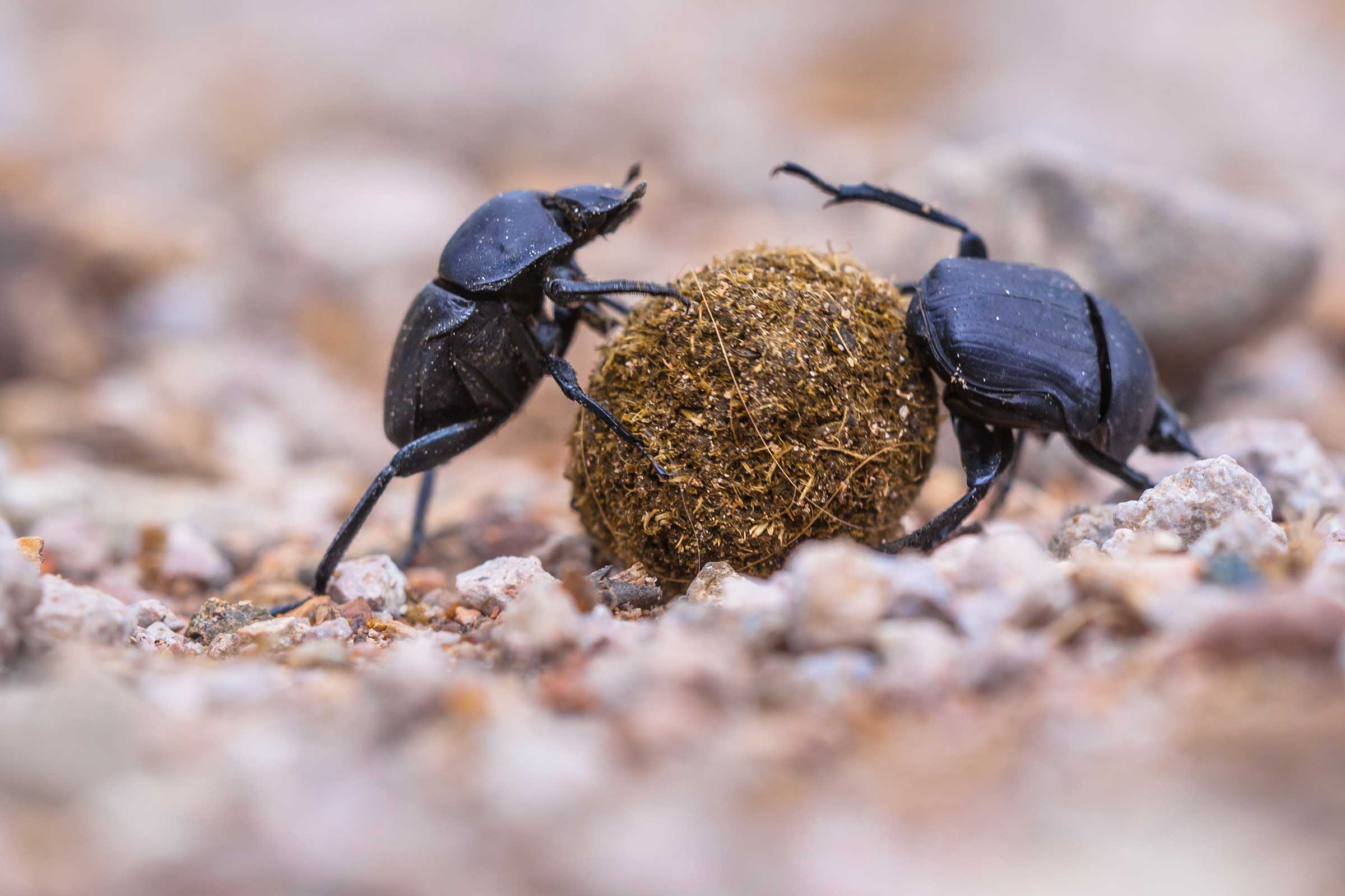 dung beetle