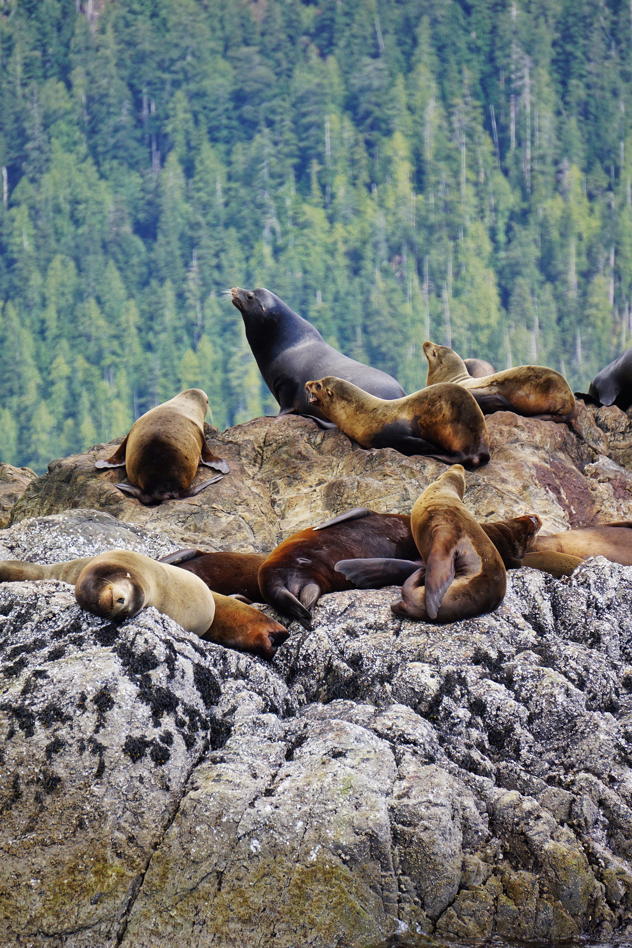 Canada, Tofino California Sea Lions