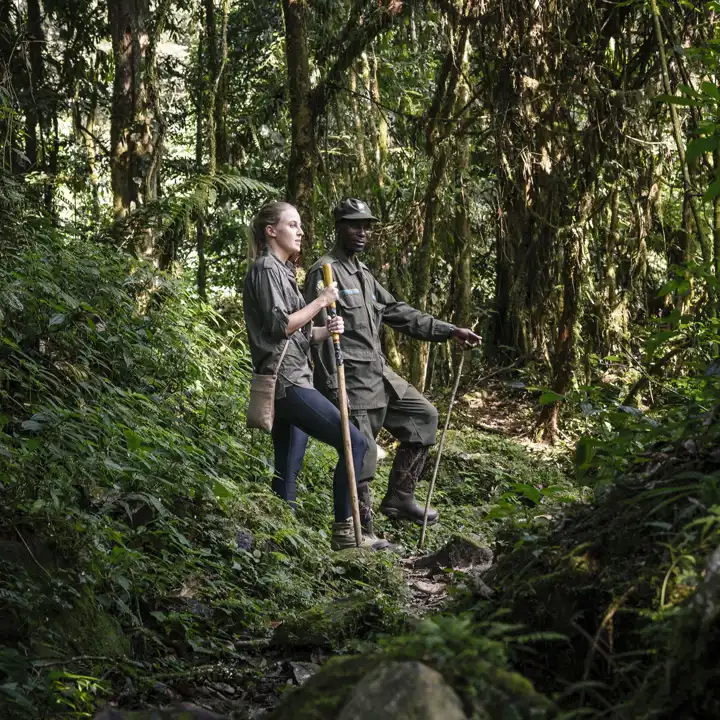 Uganda Gorilla Safari FEATURE Sanctuary Gorilla Forest Camp